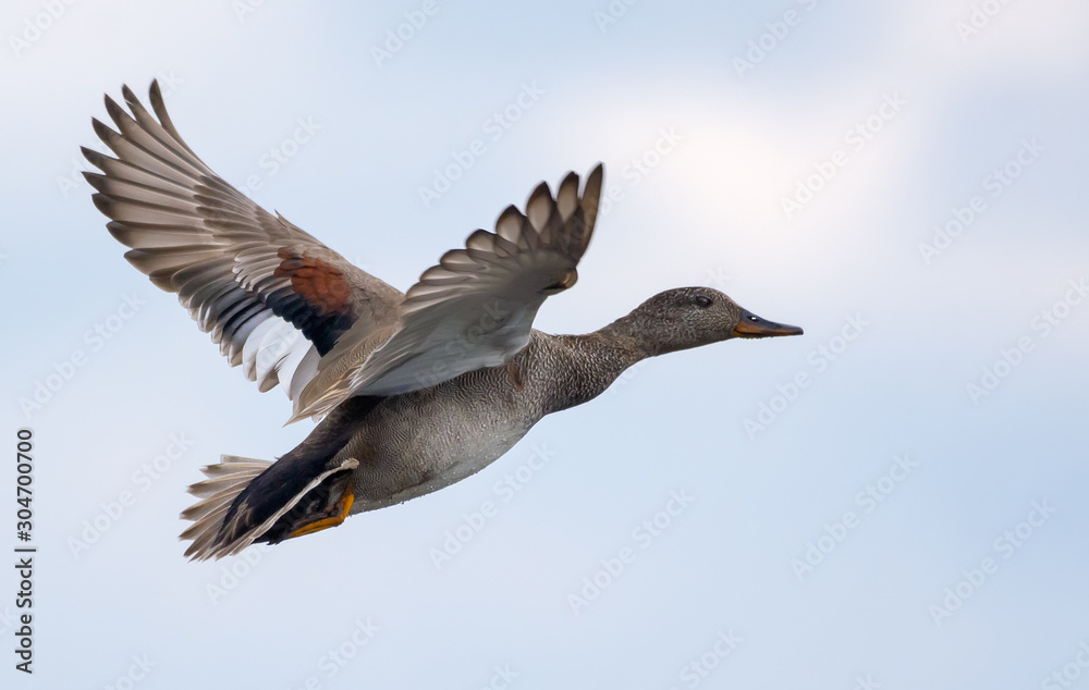 Fototapeta premium Breeding Drake gadwall in flight over light sky in spring
