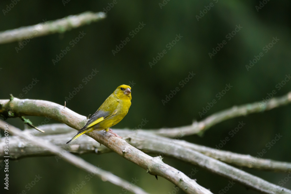 Green finch in a tree Green finch in a tree