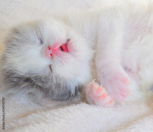 cute white persian baby cat kitten © Natallia Vintsik