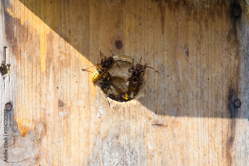 Hornets in a birdhouse