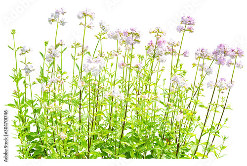Common soapwort (Saponaria officinalis) or crow soap isolated on a white background