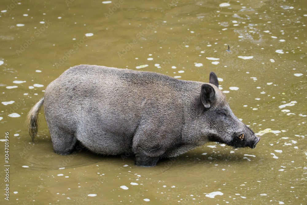 European wild boar looking for food in a puddle of mud European wild boar looking for food in a puddle of mud