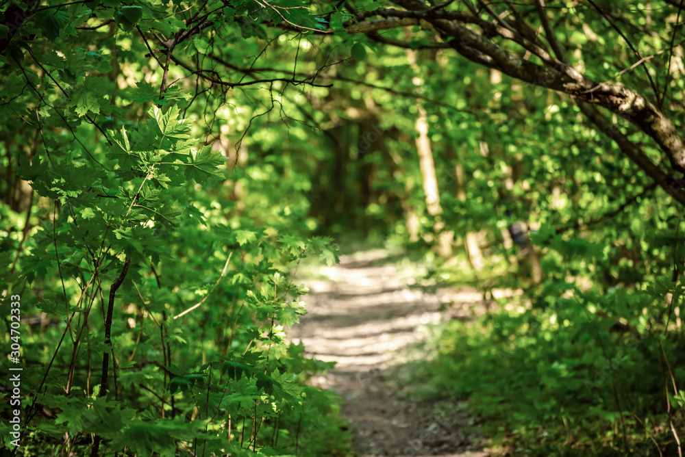 Summer green forest Summer green forest