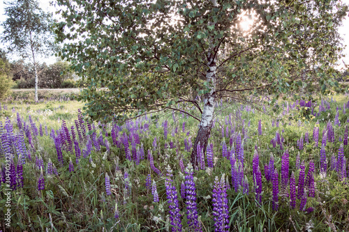 A scene with field of lupines and birch tree in back light on a summer day in Latvia