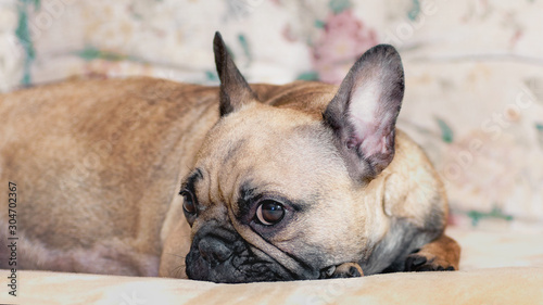 French Bulldog, pale, closely, lies in thought about himself and own affairs © shediva