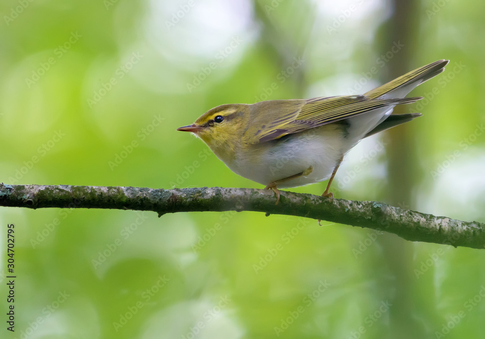Adult male wood warbler perched with lifted tail on small branch in green woods Adult male wood warbler perched with lifted tail on small branch in green woods