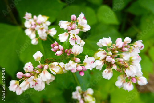 Buckwheat flower. Blossoming buckwheat steam on a green leaves background. Closeup, selective focus