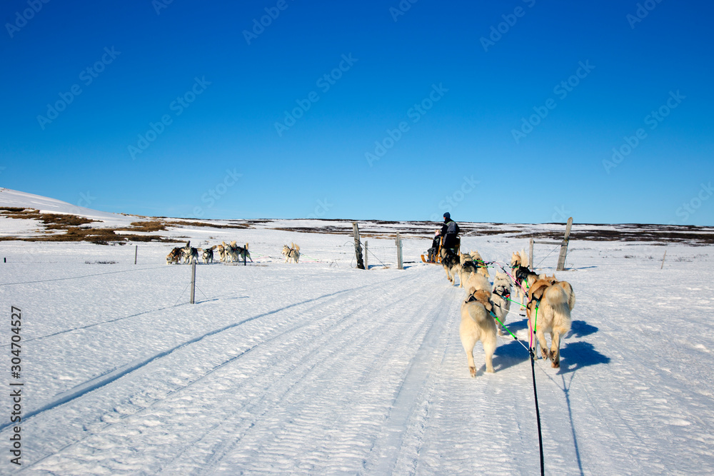A team of husky sled dogs running on a snowy wilderness road in Iceland A team of husky sled dogs running on a snowy wilderness road in Iceland