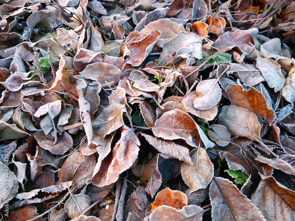 Frosted autumn leaves on the garden floor. First kiss of winter background. Frosted autumn leaves on the garden floor. First kiss of winter background.