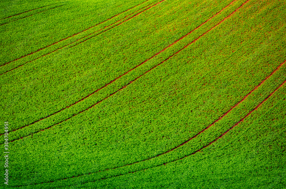 Green grass field background Green grass field background