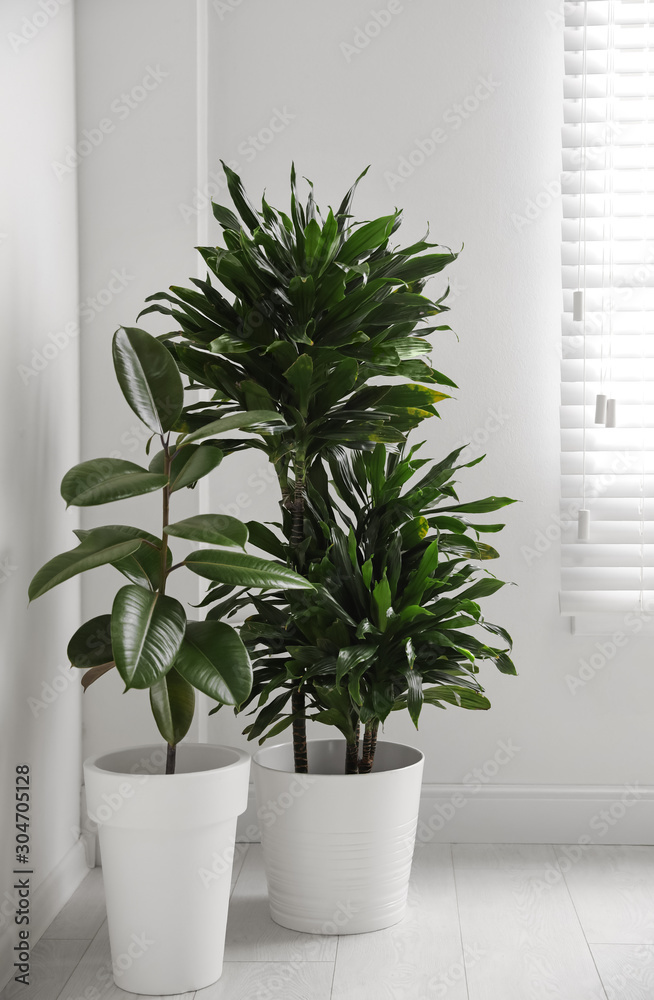 Green tropical plants in light room. Home decoration Green tropical plants in light room. Home decoration