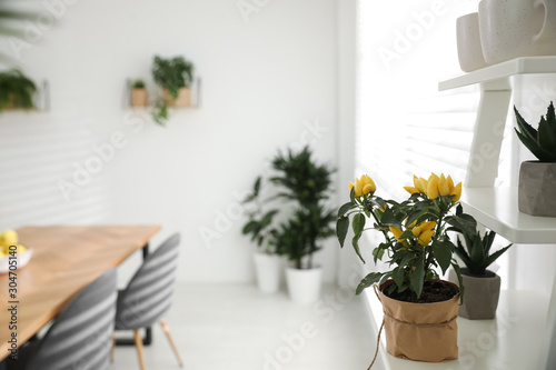Beautiful potted plant on white shelf in light room. Home decoration
