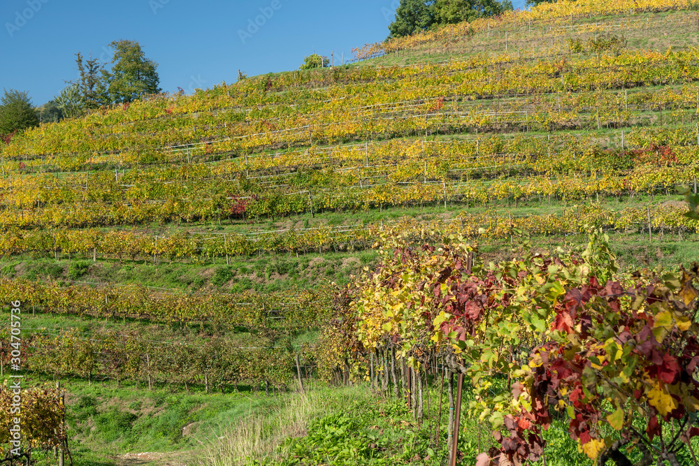 Vineyards in the park of Montevecchia and Curone, Italy, at fall