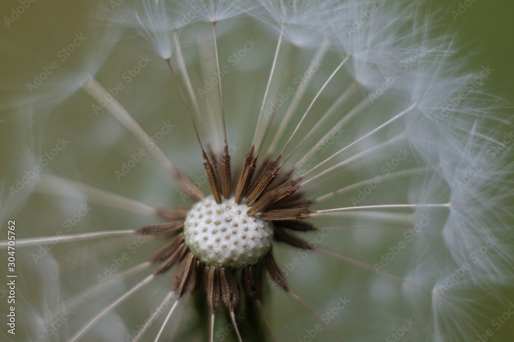 Obraz premium dandelion on a background