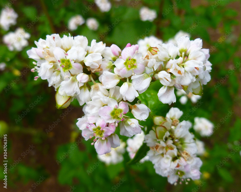 Buckwheat flower. Blossoming buckwheat steam on a green leaves background. Closeup, selective focus