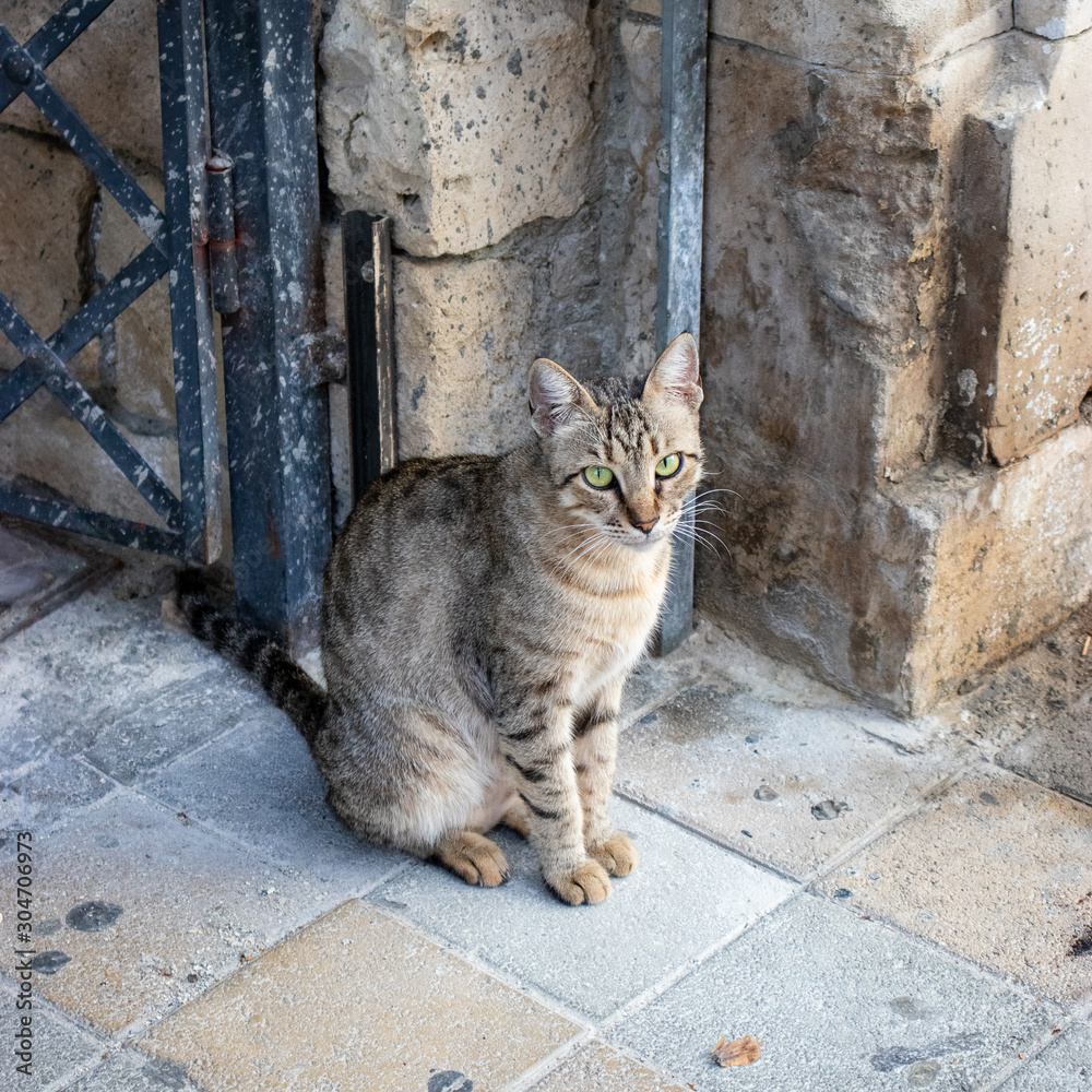 view of street cat, Limassol , Cyprus, Greece