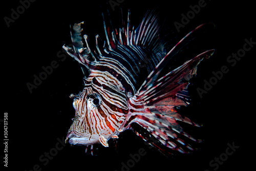 Commons Lionfish Pterois volitans