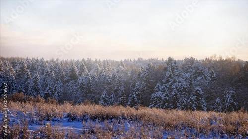 winter landscape dreamlike  trees and flowing fog