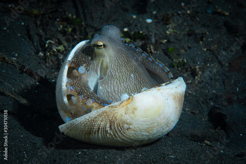 Coconut Octopus Amphioctopus marginatus photo