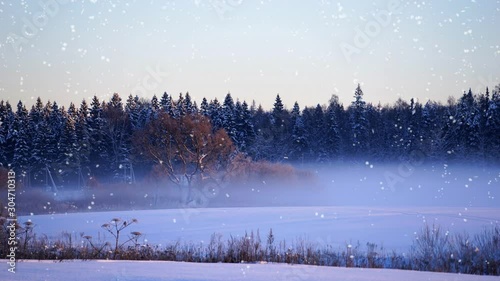 Snowfall in winter fabulous forest in a morning