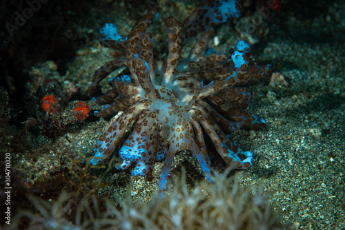Solar powered nudi Phyllodesmium longicirrum photo