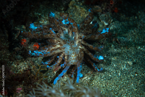 Solar powered nudi Phyllodesmium longicirrum photo