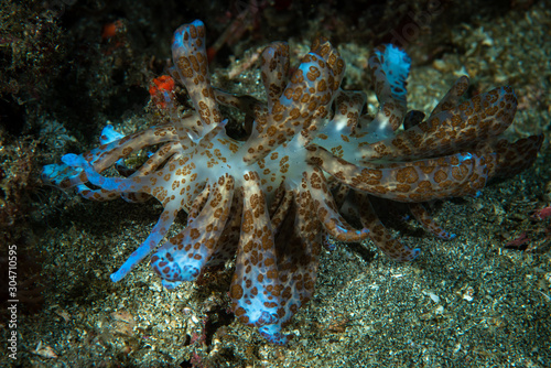 Solar powered nudi Phyllodesmium longicirrum photo