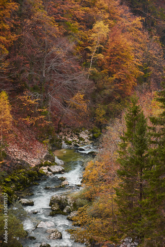 Beech trees with autumn colors in La Goule Noire de las Gorges de La Bourne. France