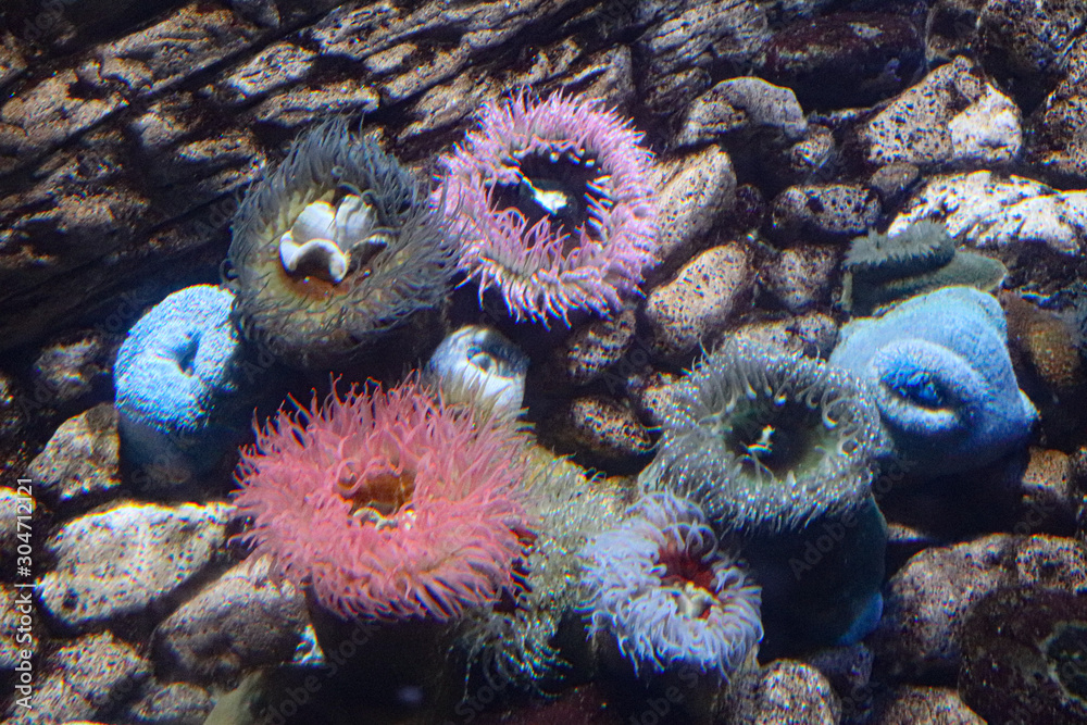 Coral reef