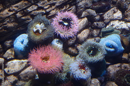 Obraz na płótnie Coral reef w salonie