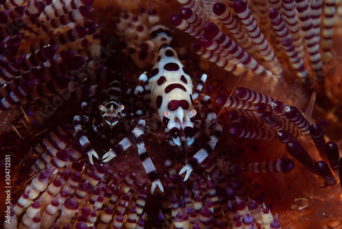 Coleman Shrimp Periclimenes colemani photo