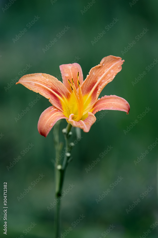 Obraz premium Orange lily against teal background