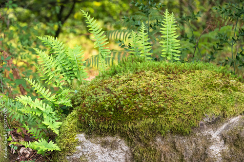 Ferns growing on the rocks in the forest.