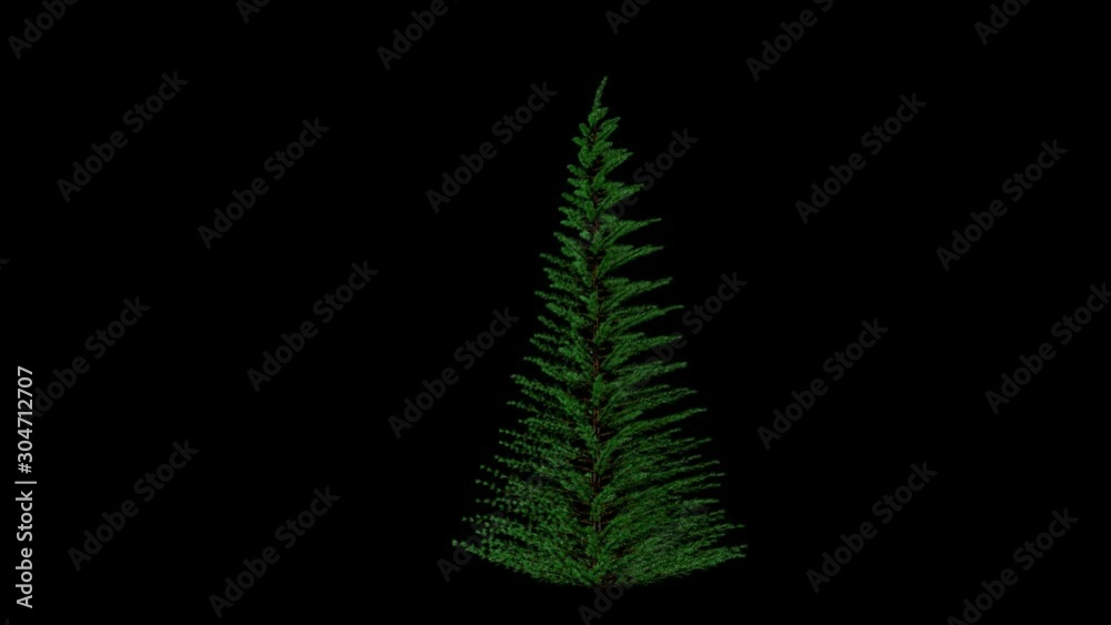 Green fir Christmas tree timelapse growing and blossoming, Alpha Channel