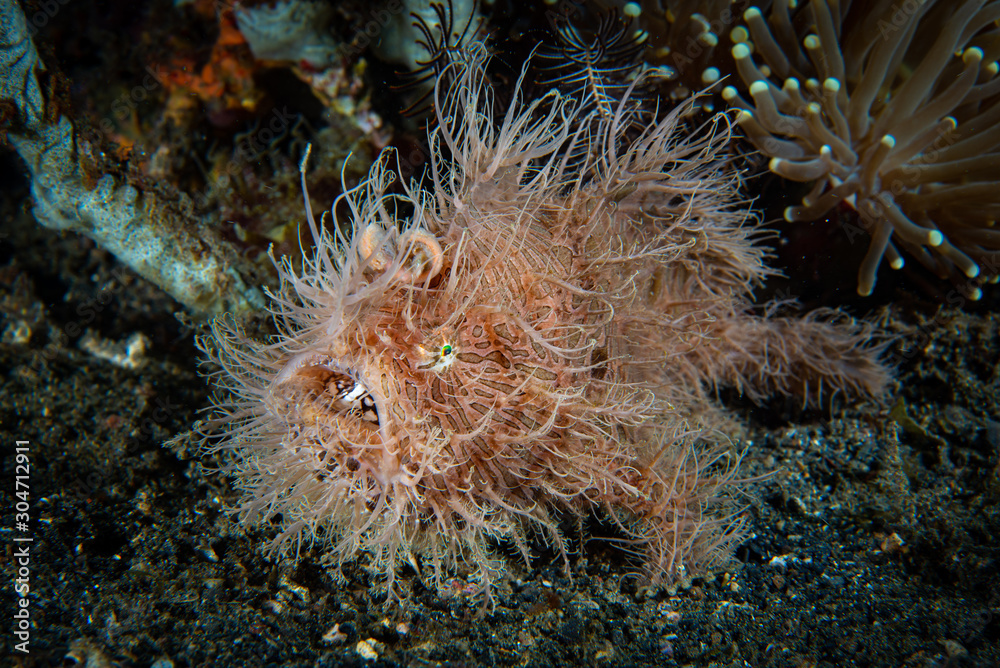 Striped Frogfish Antennarius striatus Striped Frogfish Antennarius striatus