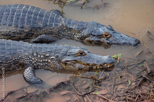Two Broad-snouted caiman side by side, like brothers, on the edge of the swamp. Brazilian wetlands. Pantanal Brazil.