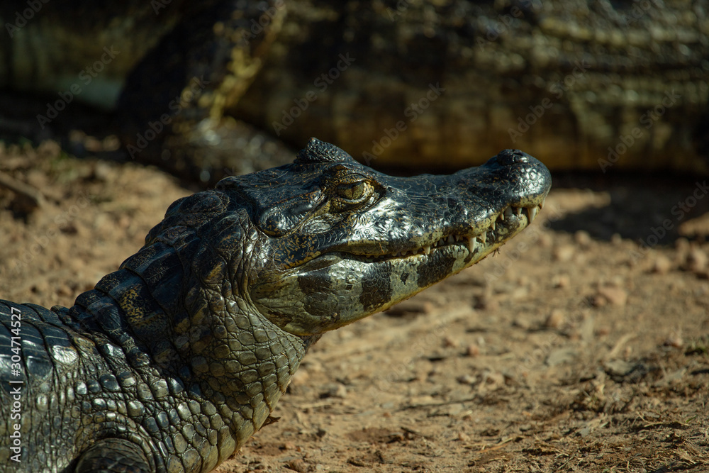 Fototapeta premium A large crocodilian reptile, the broad-snouted caiman (Caiman latirostris) on the border of pond in Pantanal, Brazil. 