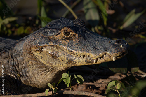 A large crocodilian reptile, the broad-snouted caiman (Caiman latirostris) on the border of pond in Pantanal, Brazil.  photo