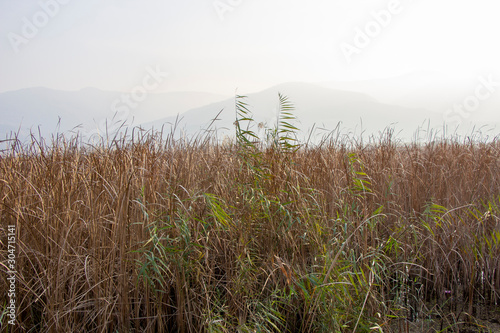 Thickets of wild grass in late autumn background.