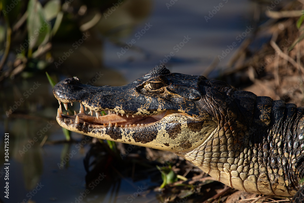 Fototapeta premium A large crocodilian reptile, the broad-snouted caiman (Caiman latirostris) on the border of pond in Pantanal, Brazil. 