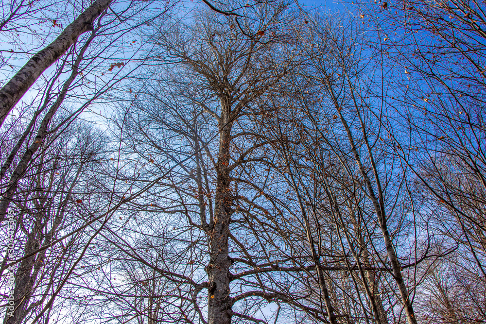 Blue sky and fallen tree branches with leaves Blue sky and fallen tree branches with leaves