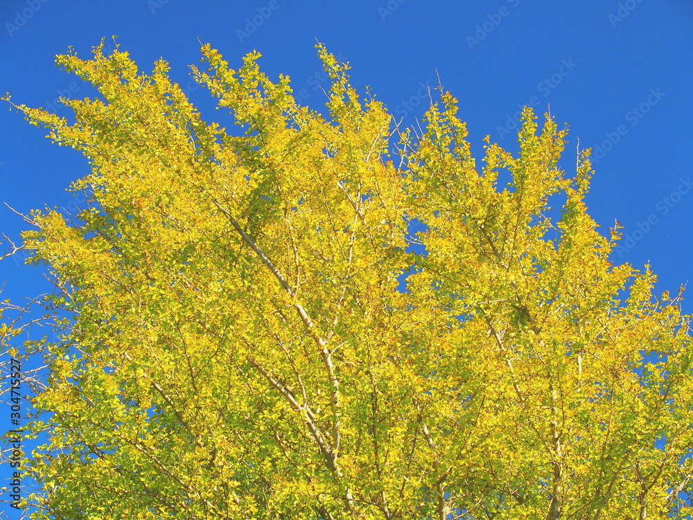 公園の黄葉の銀杏と青空