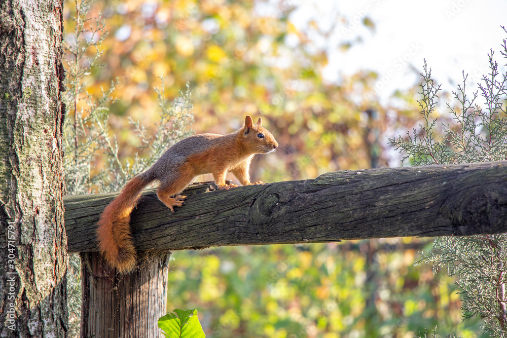 Squirrel in nature. Squirrel on tree. Cute squirrel on tree branch. Squirrel portrait Squirrel in nature. Squirrel on tree. Cute squirrel on tree branch. Squirrel portrait
