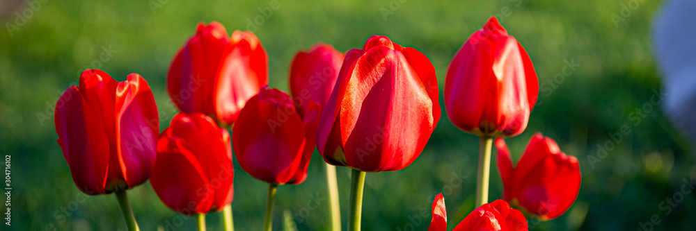 Blooming flowers of red tulips on a green background in the garden. Blooming flowers of red tulips on a green background in the garden.