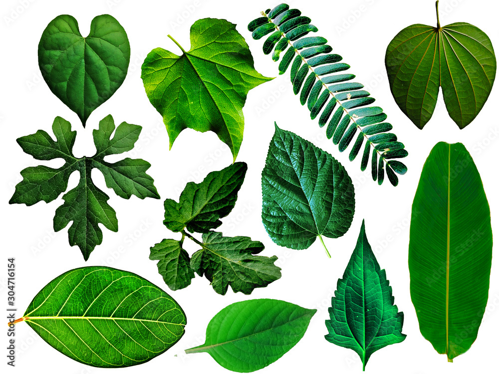 Many of green leaf are isolated on a white background - obrazy, fototapety, plakaty 