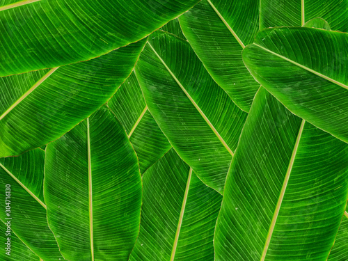  Banana leaf texture background