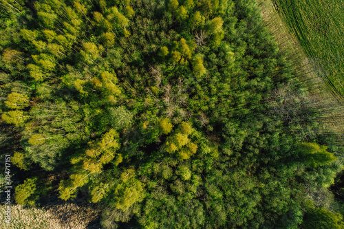 Aerial view on rural forest area in summer time, green forest from above  © Aleksandrs Muiznieks