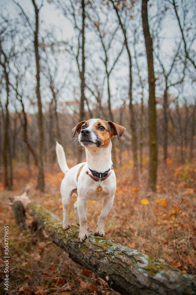 Dog breed Jack Russell Terrier stands on a log in the park in autumn