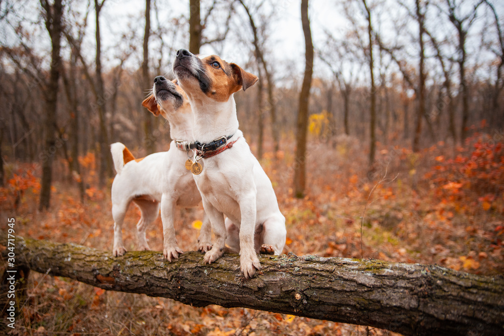 Two Jack Russell Terrier dogs stand on a log in a flock in autumn