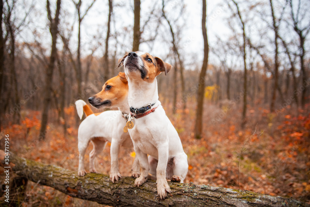 Two Jack Russell Terrier dogs stand on a log in a flock in autumn Two Jack Russell Terrier dogs stand on a log in a flock in autumn